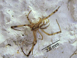 Image of Western Black Widow spider