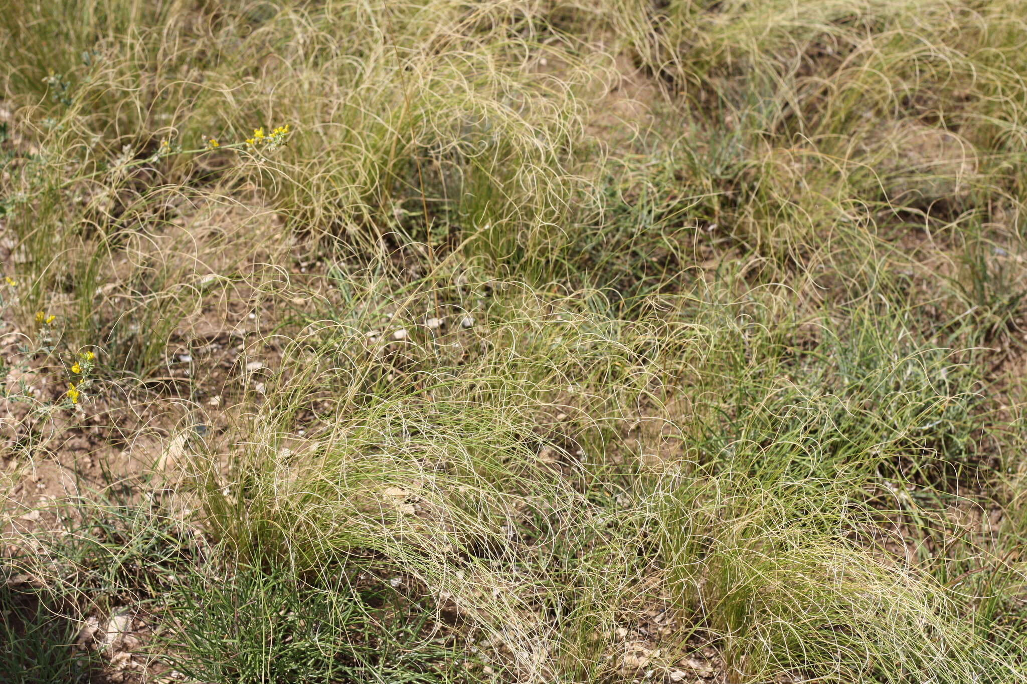 Image de Stipa tirsa Steven