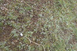 Imagem de Hesperevax sparsiflora var. brevifolia (A. Gray) J. D. Morefield