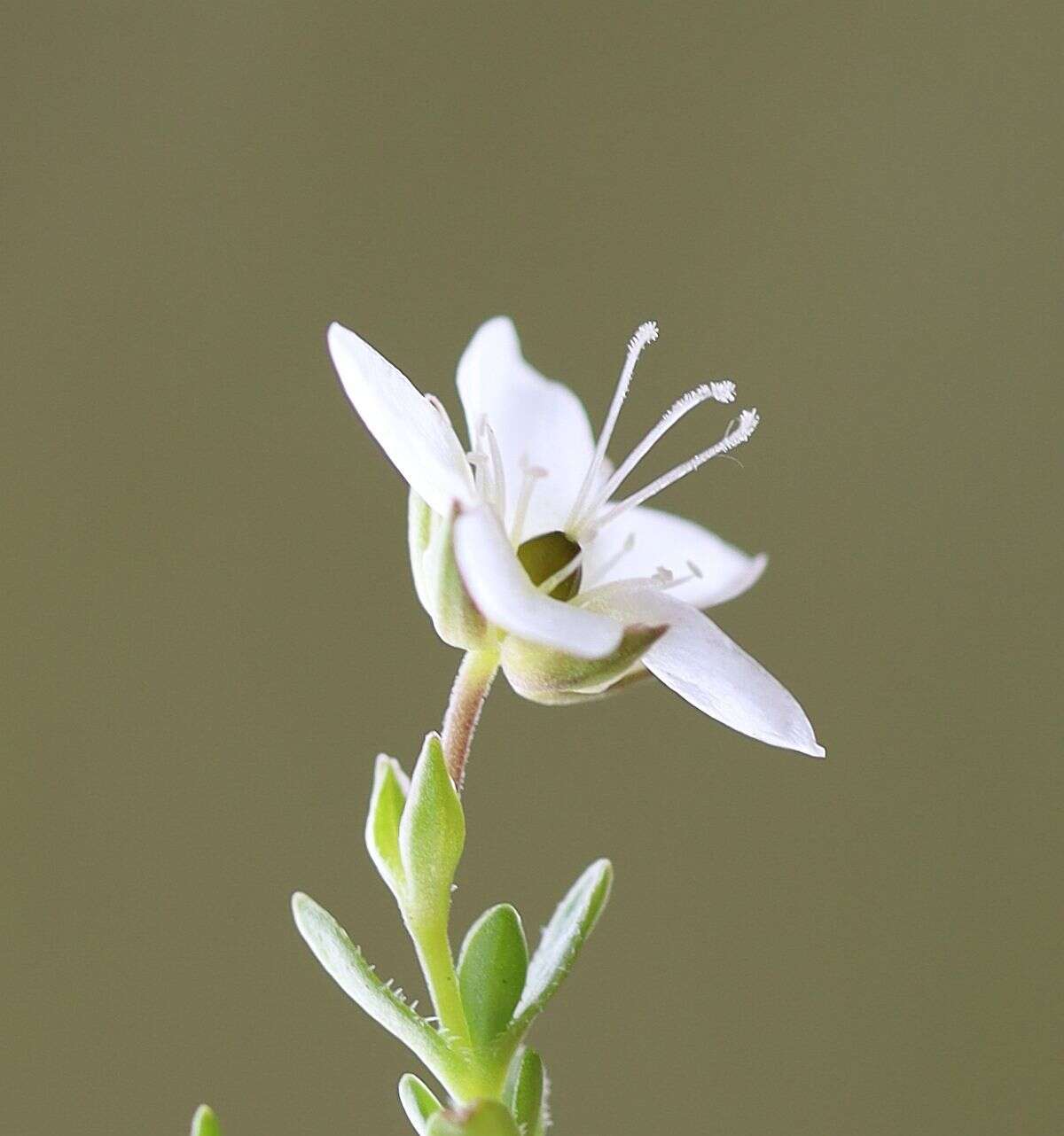 Image de Arenaria ciliata L.