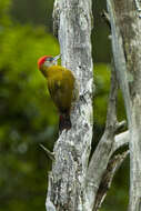 Image of Olive Woodpecker