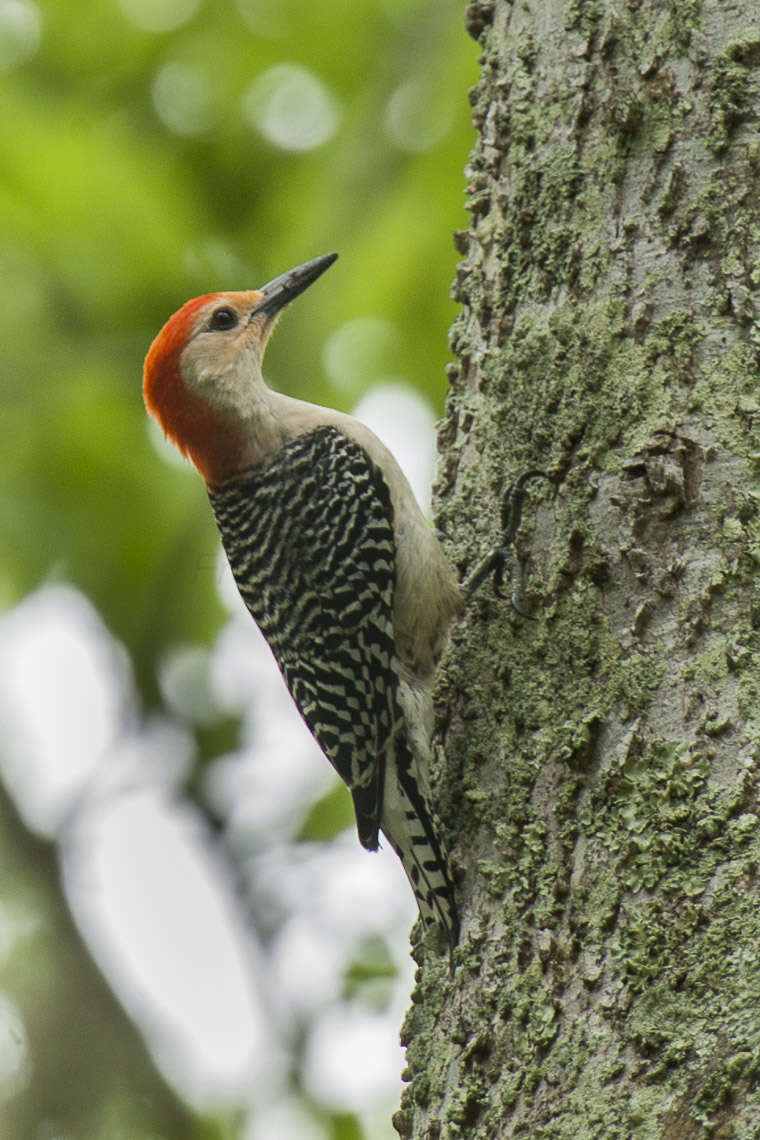 Image of Red-bellied Woodpecker