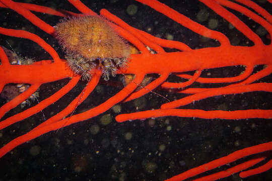 Image of Hydractinia altispina Millard 1955