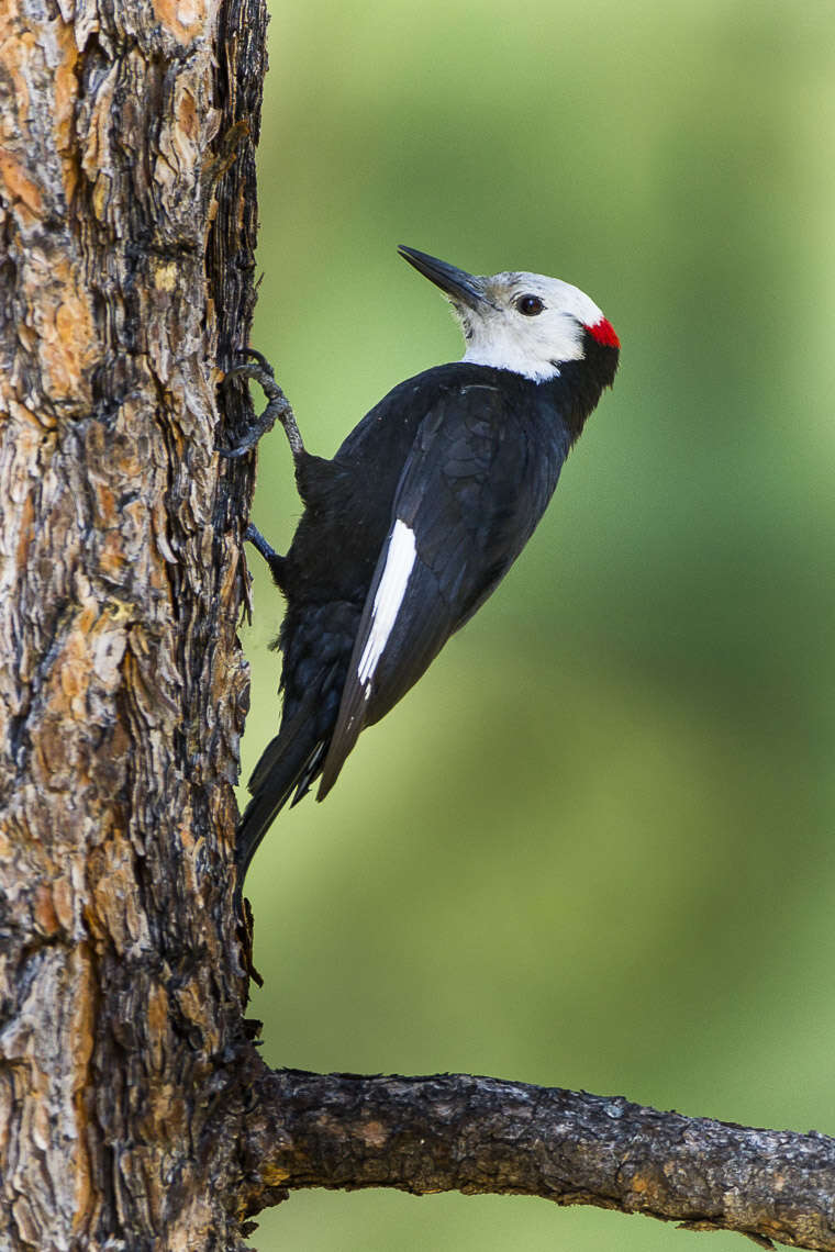 Image of White-headed Woodpecker