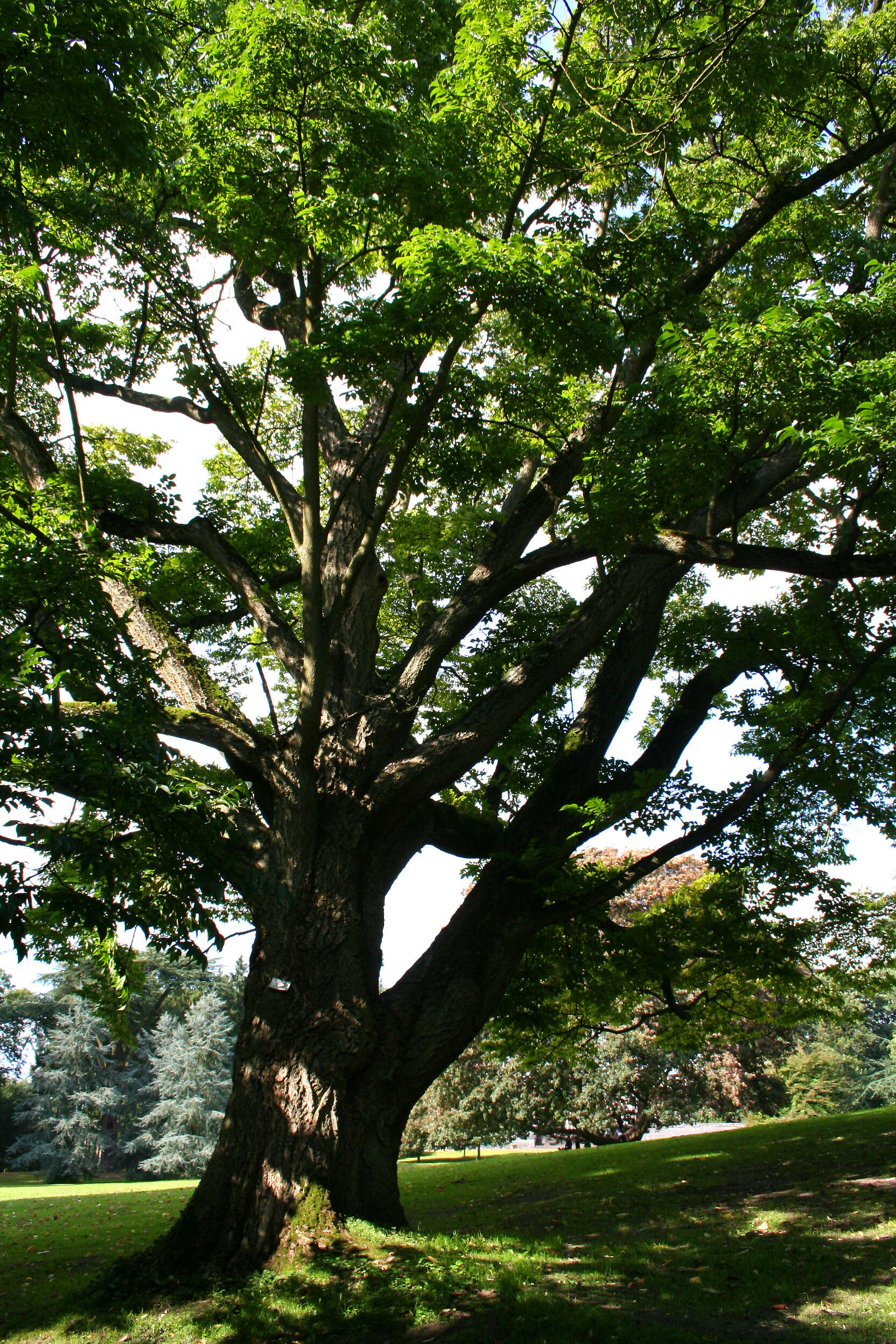 Image of corktree