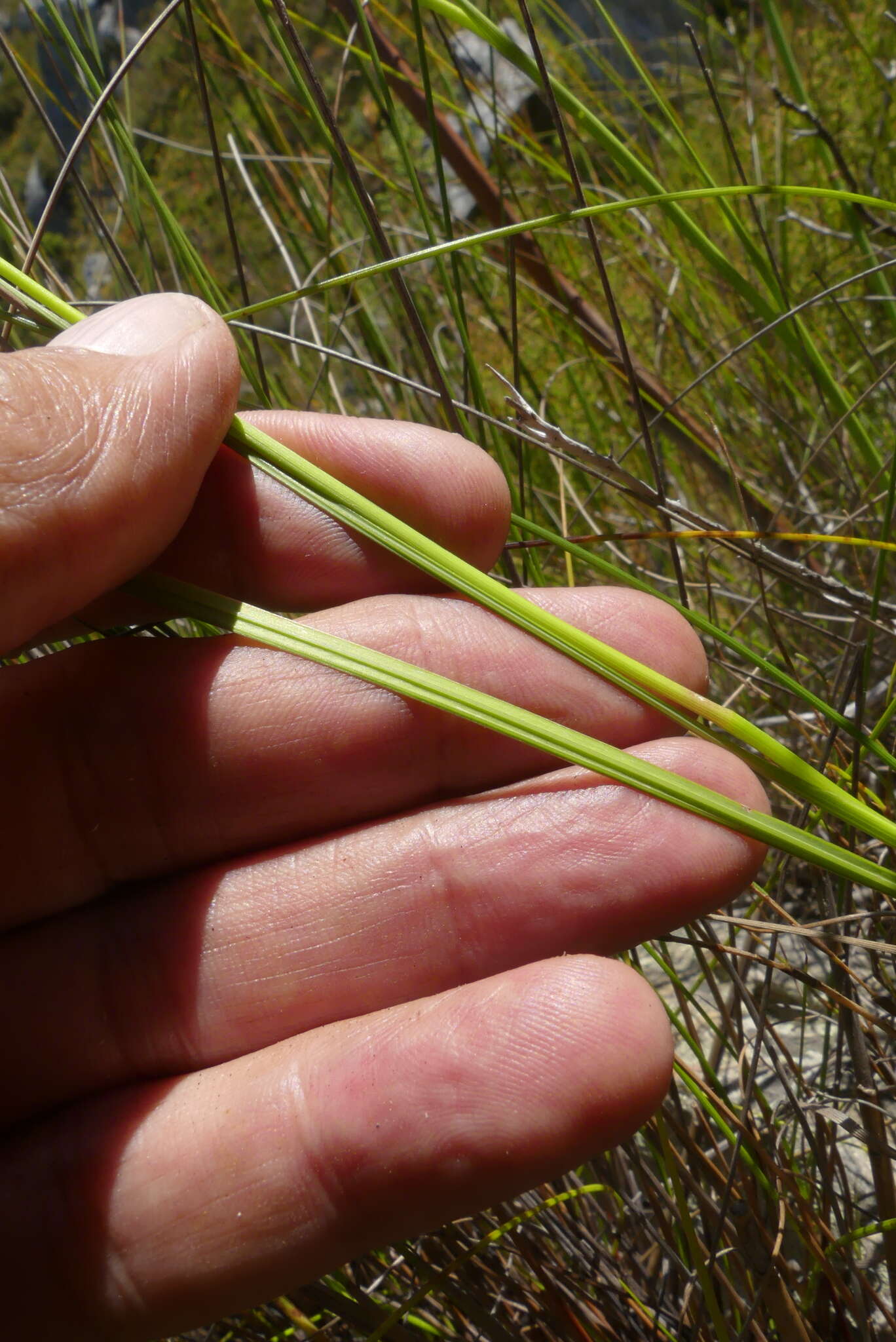 Image de Gladiolus crispulatus L. Bolus