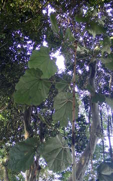 Image of Pterospermum acerifolium (L.) Willd.