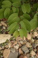 Image of Bauhinia phoenicea Wight & Arn.