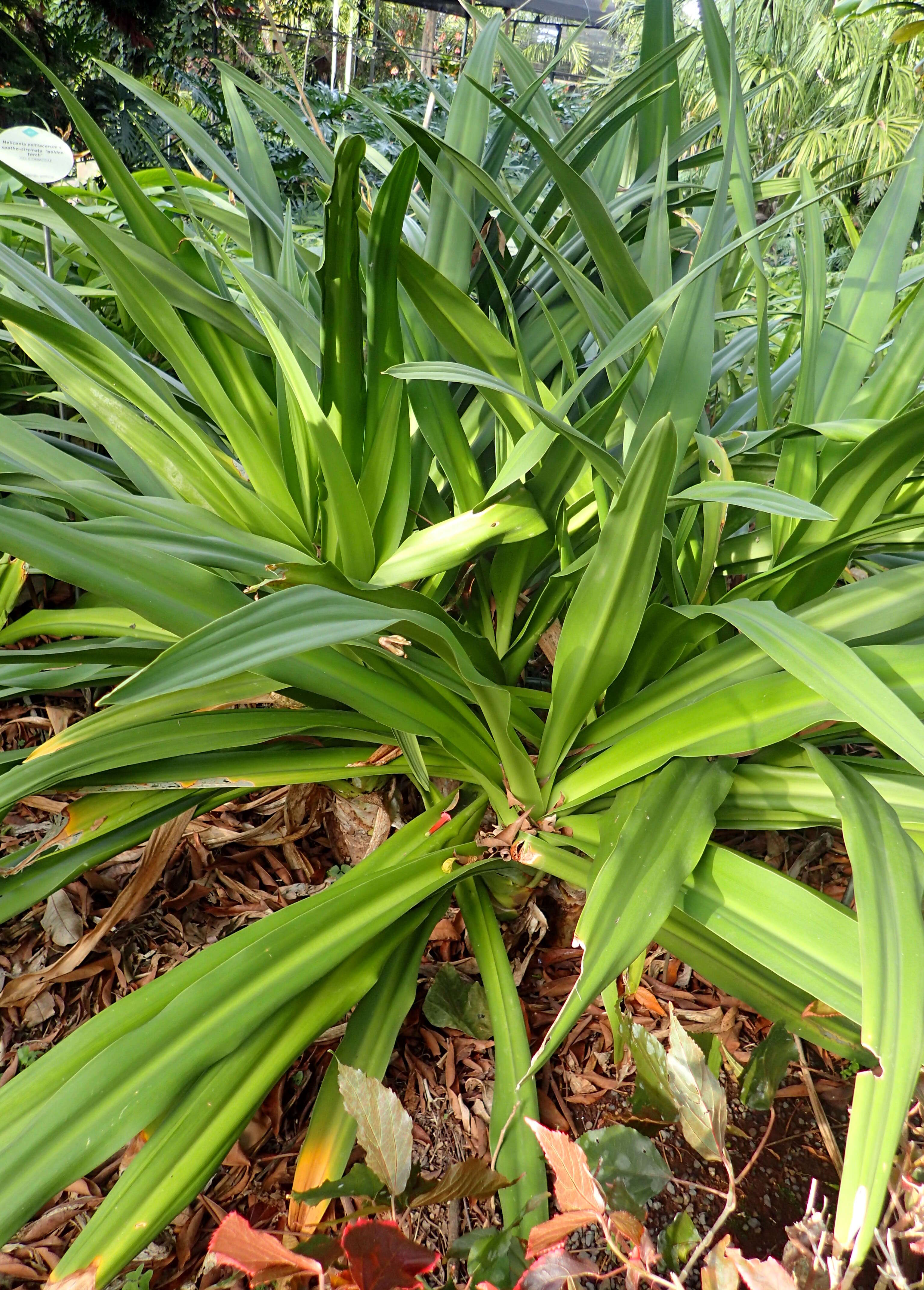 Image of Mangrove lily