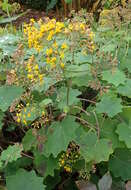 Image of velvet groundsel