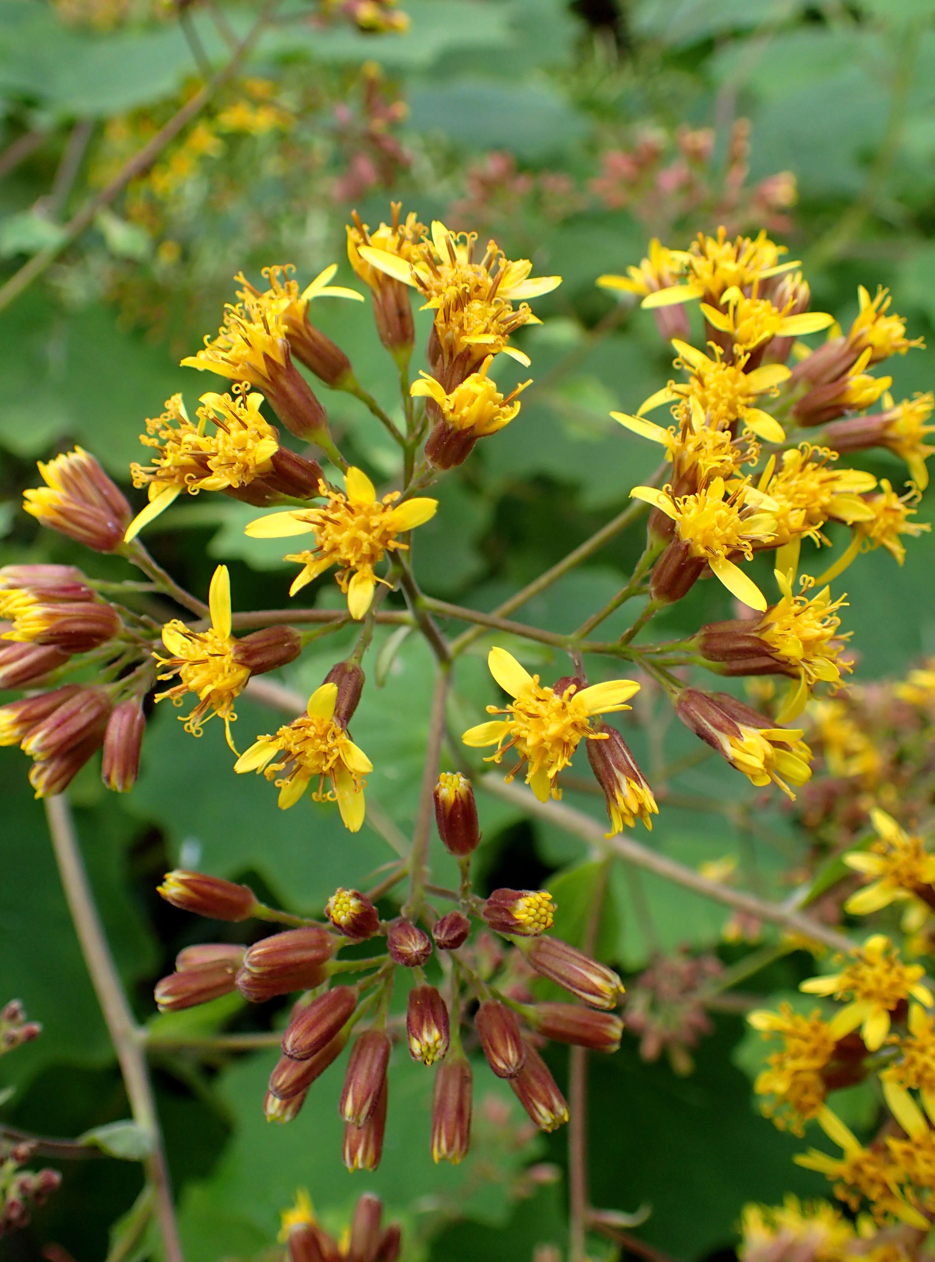 Image of velvet groundsel