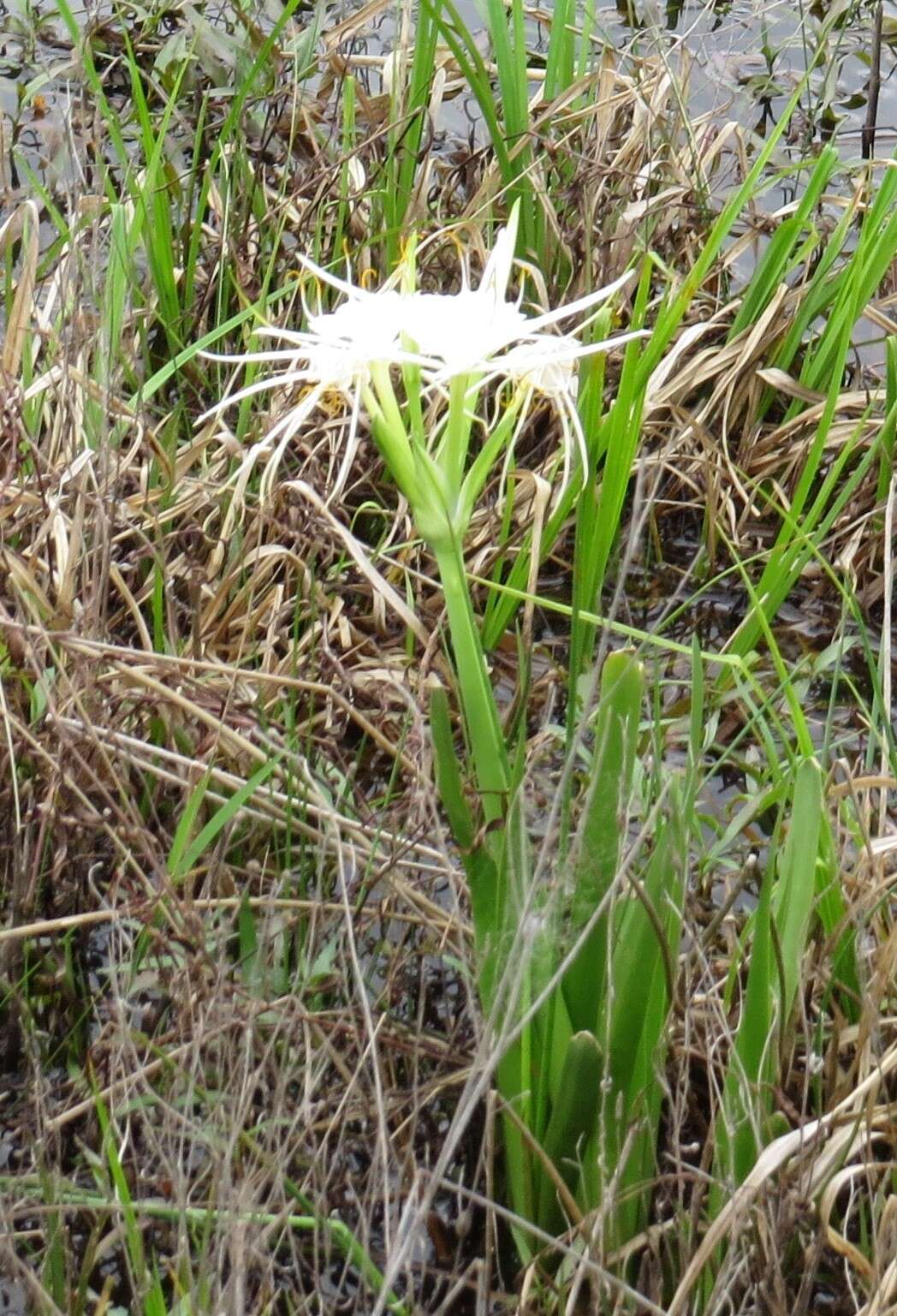 Image of spring spiderlily