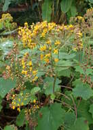 Image of velvet groundsel