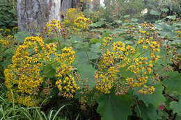 Image of velvet groundsel