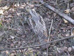 Image of nightjar, european nightjar