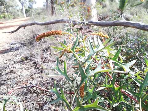 Image of <i>Grevillea <i>synapheae</i></i> subsp. synapheae