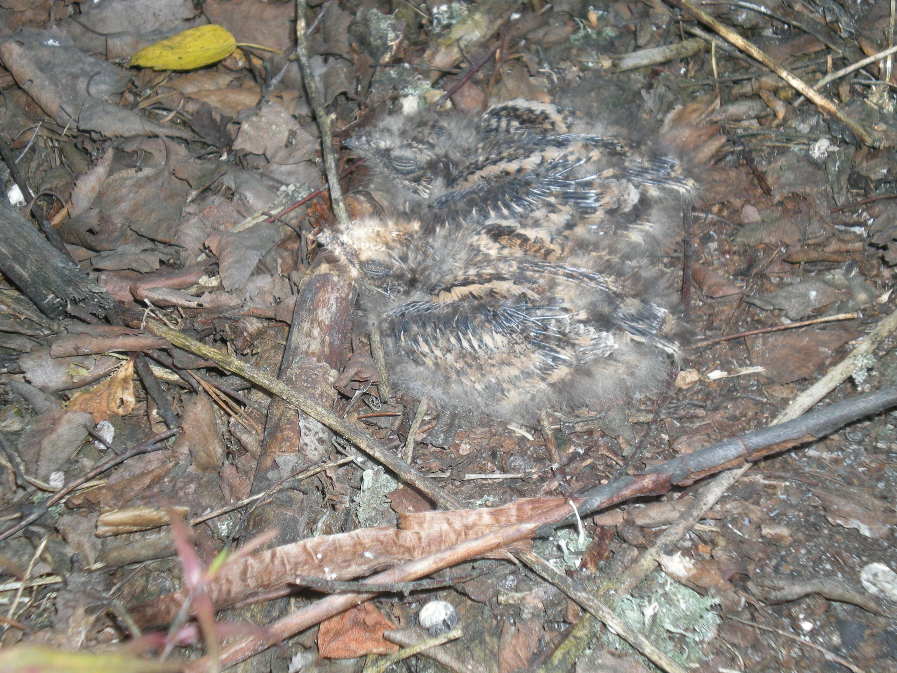 Image of nightjar, european nightjar