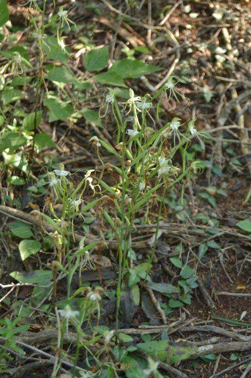 Bonatea polypodantha (Rchb. fil.) L. Bolus resmi