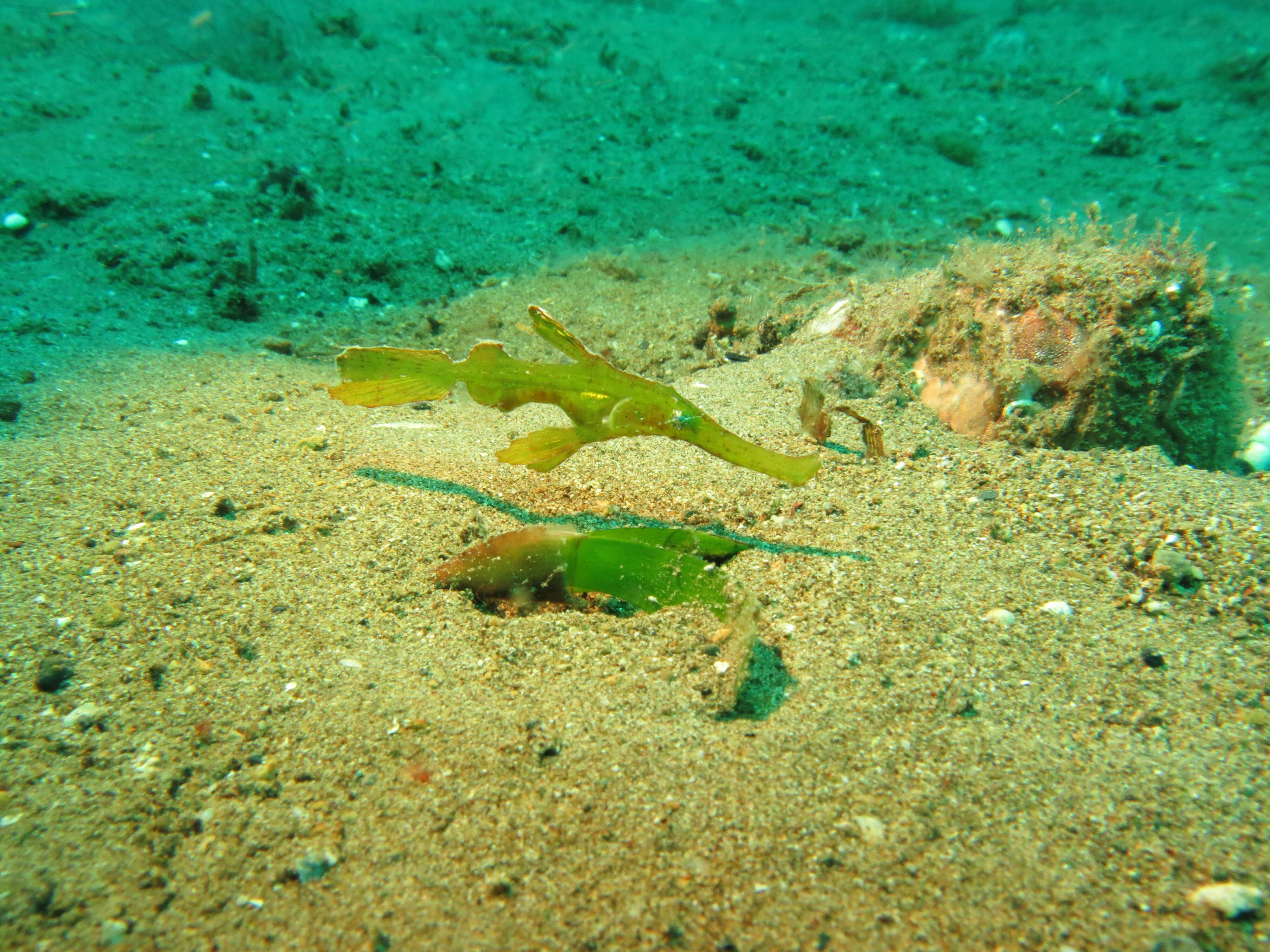 صورة Solenostomus halimeda Orr, Fritzsche & Randall 2002