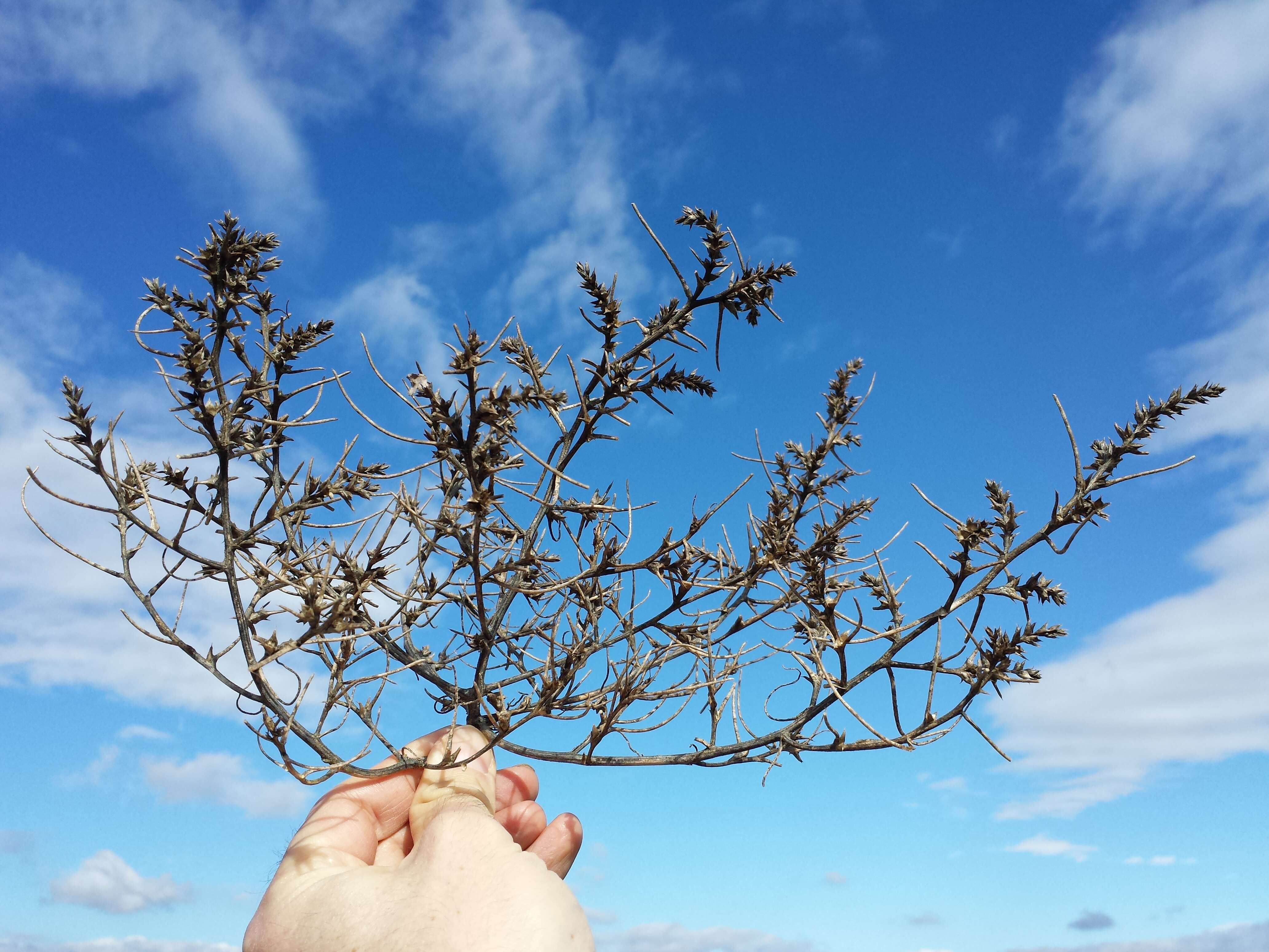 Image of Prickly Russian-Thistle