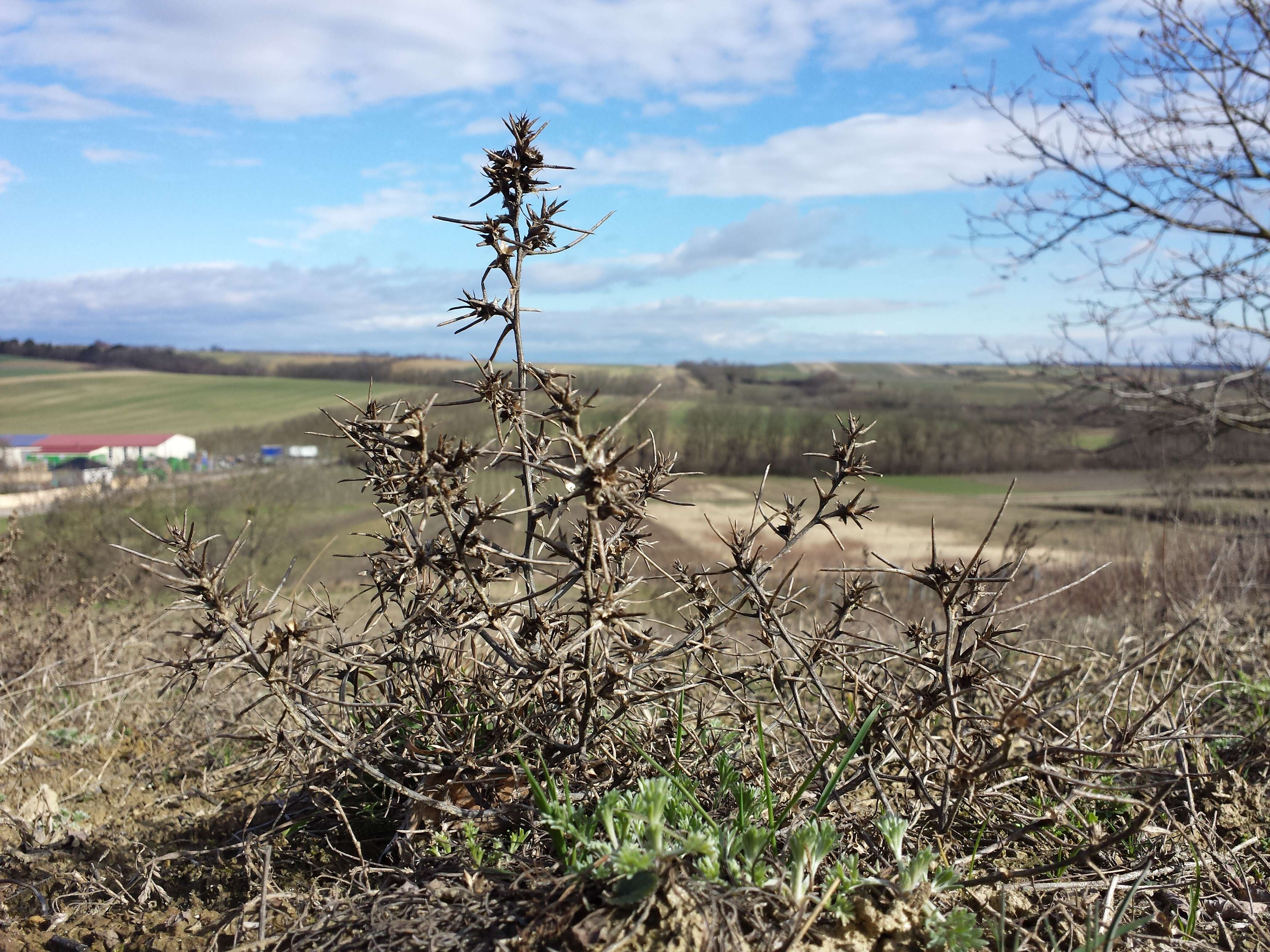 Image of Prickly Russian-Thistle