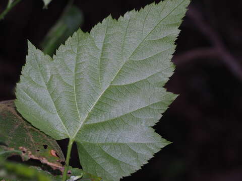 صورة Rubus corchorifolius L. fil.