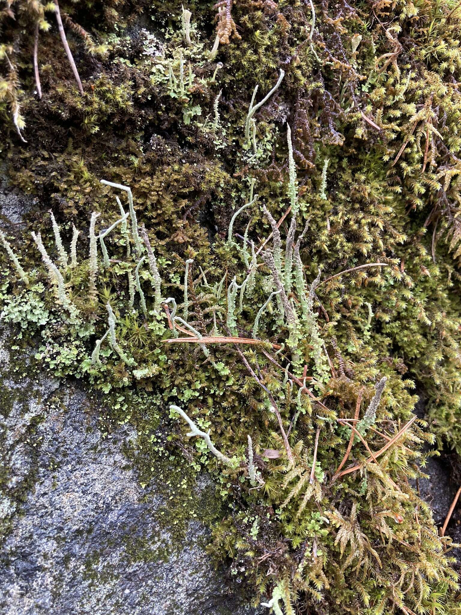 Image of cup lichen