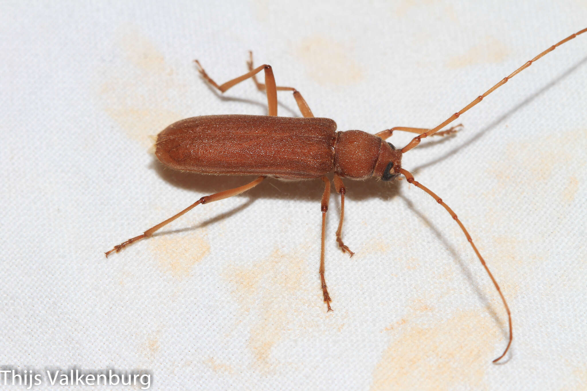 Image of Long-horned beetle