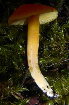 Image de Hygrocybe elegans E. Horak 1973