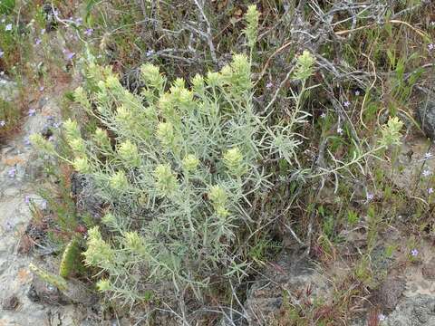 Image of San Clemente Island Indian paintbrush