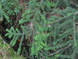 Image of Caucasian Spruce