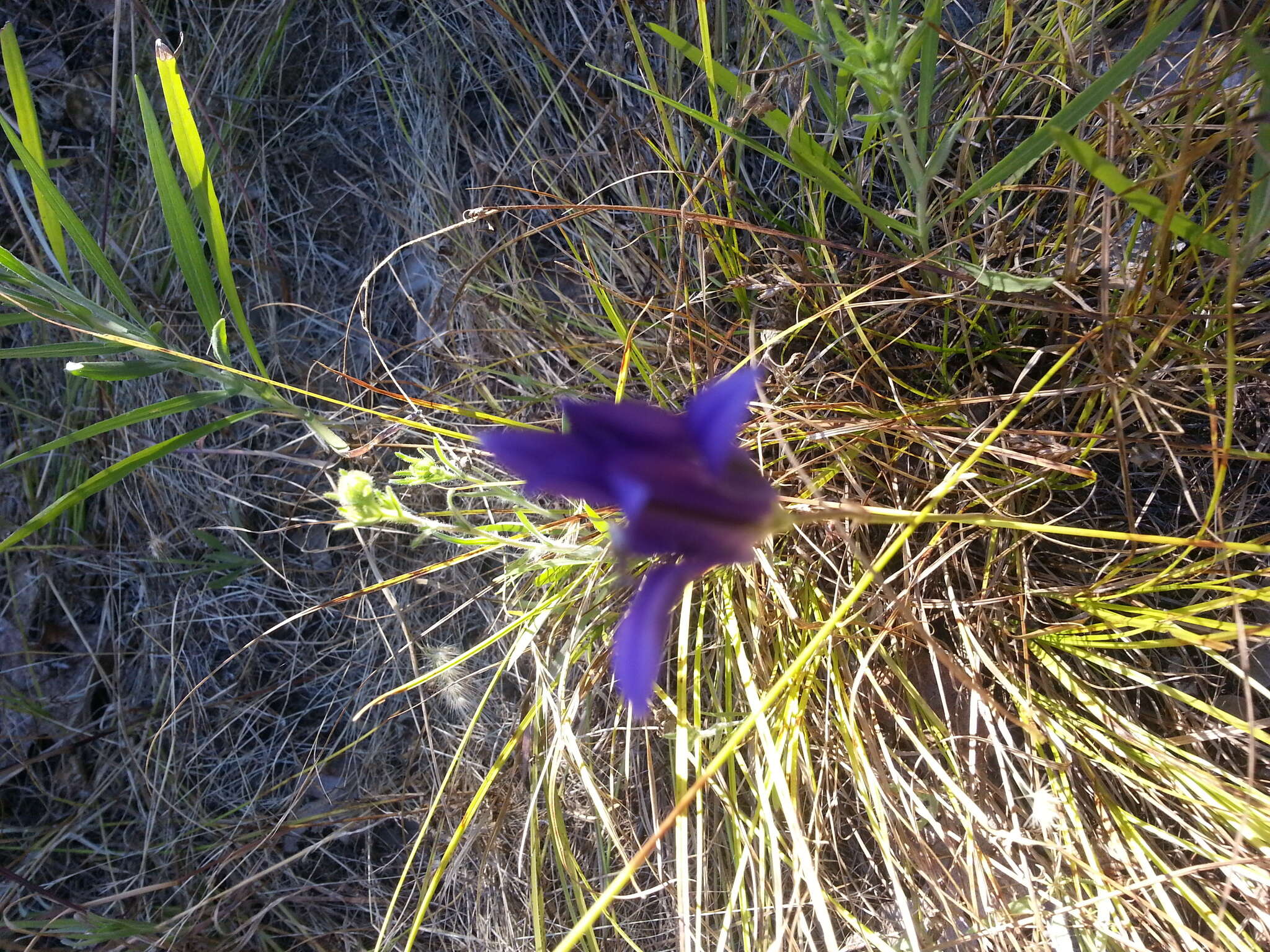 Image of harvest brodiaea