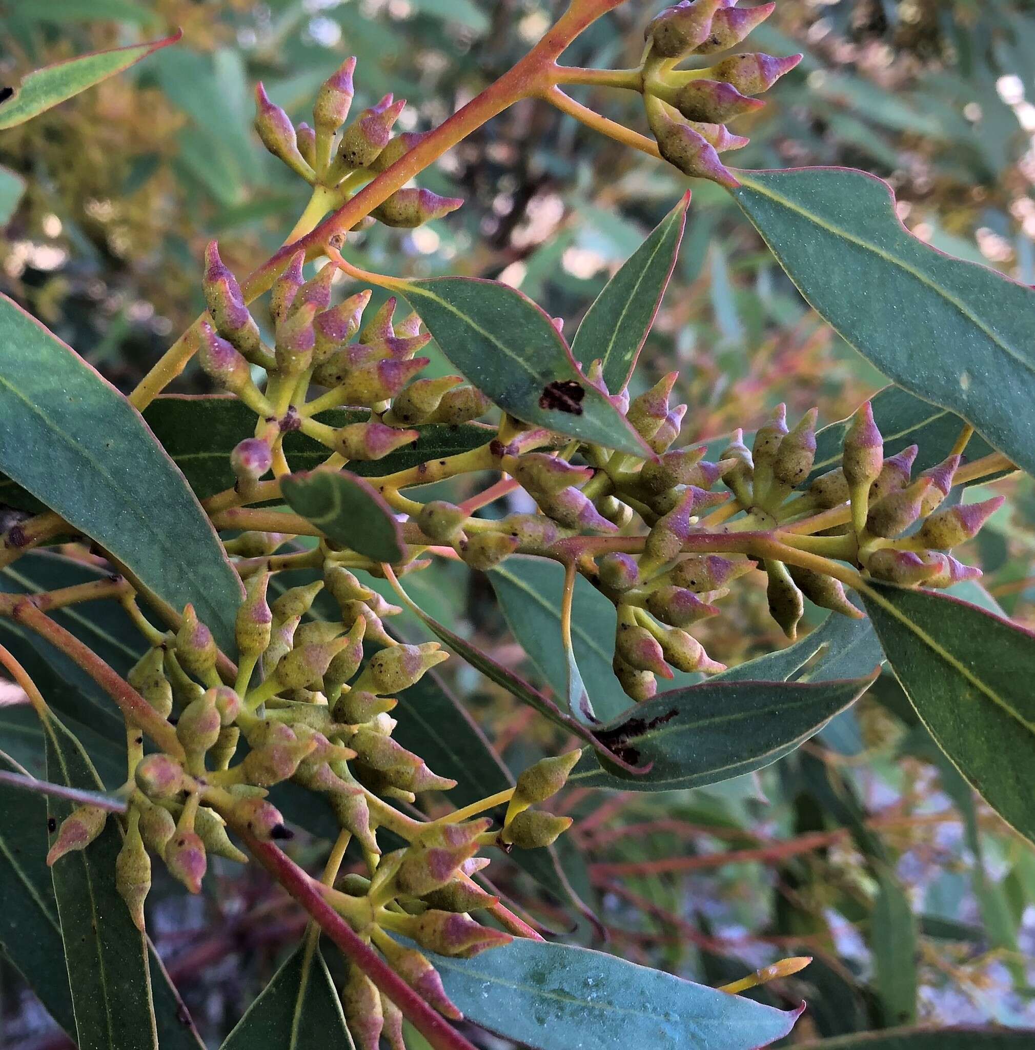 Image of Red Mallee