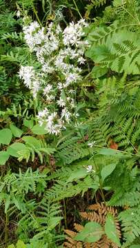 Image of Lindley's aster