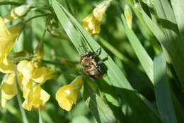 Habropoda tristissima (Cockerell 1904)的圖片