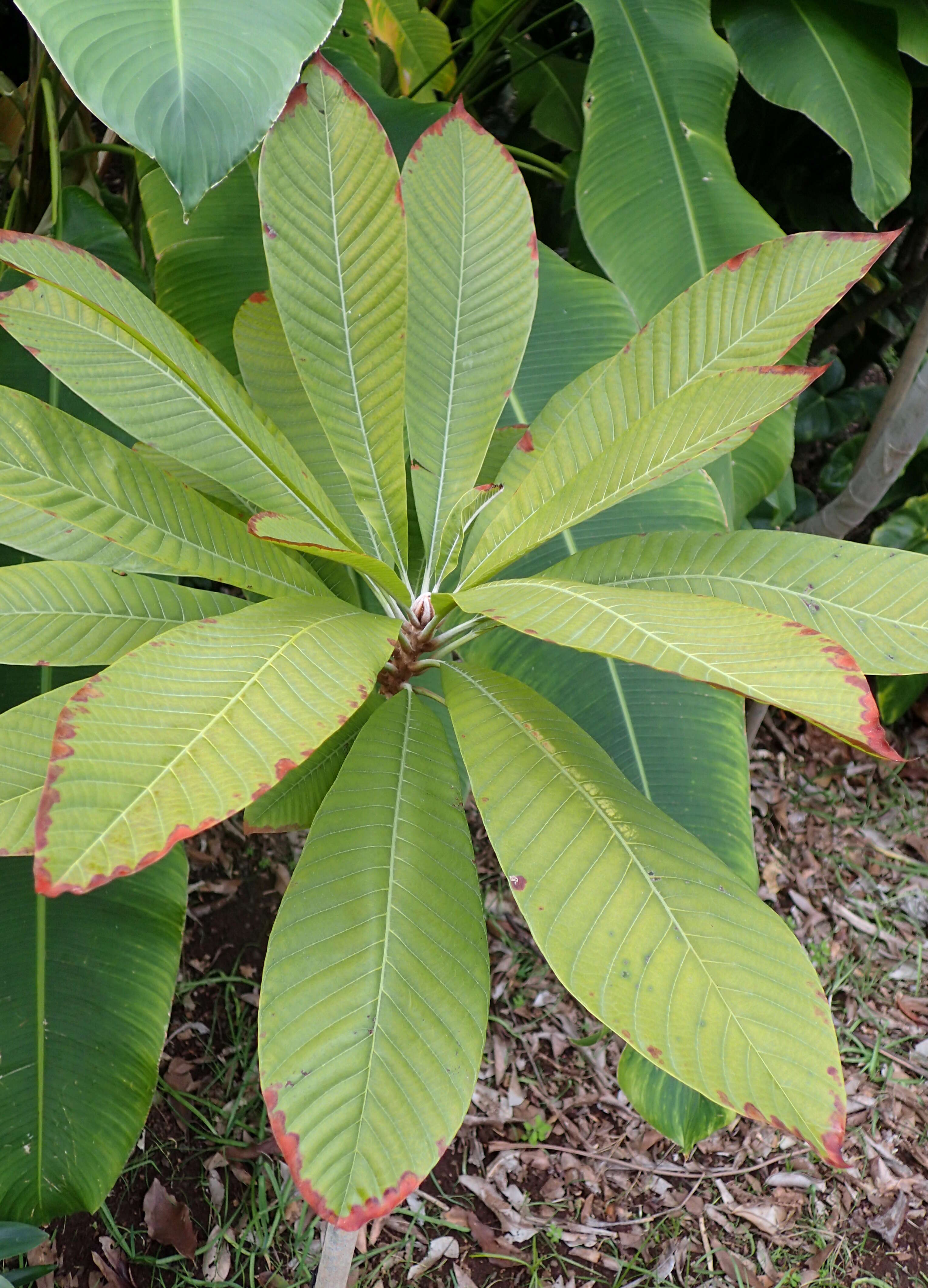 Image of mammee sapote