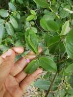 Image of Florida hammock milkpea