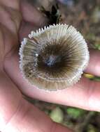 Image of Mycena quiniaultensis Kauffman 1935