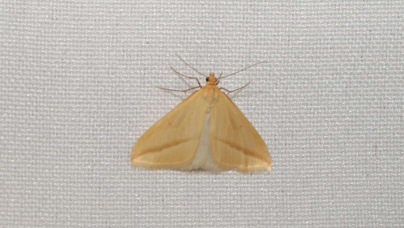 Слика од Rhodometra sacraria Linnaeus 1767