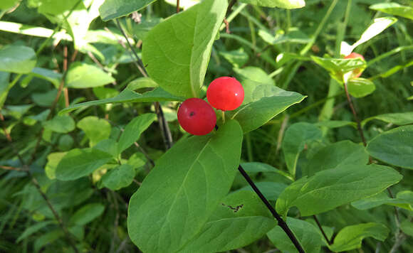 صورة Lonicera chamissoi Bunge