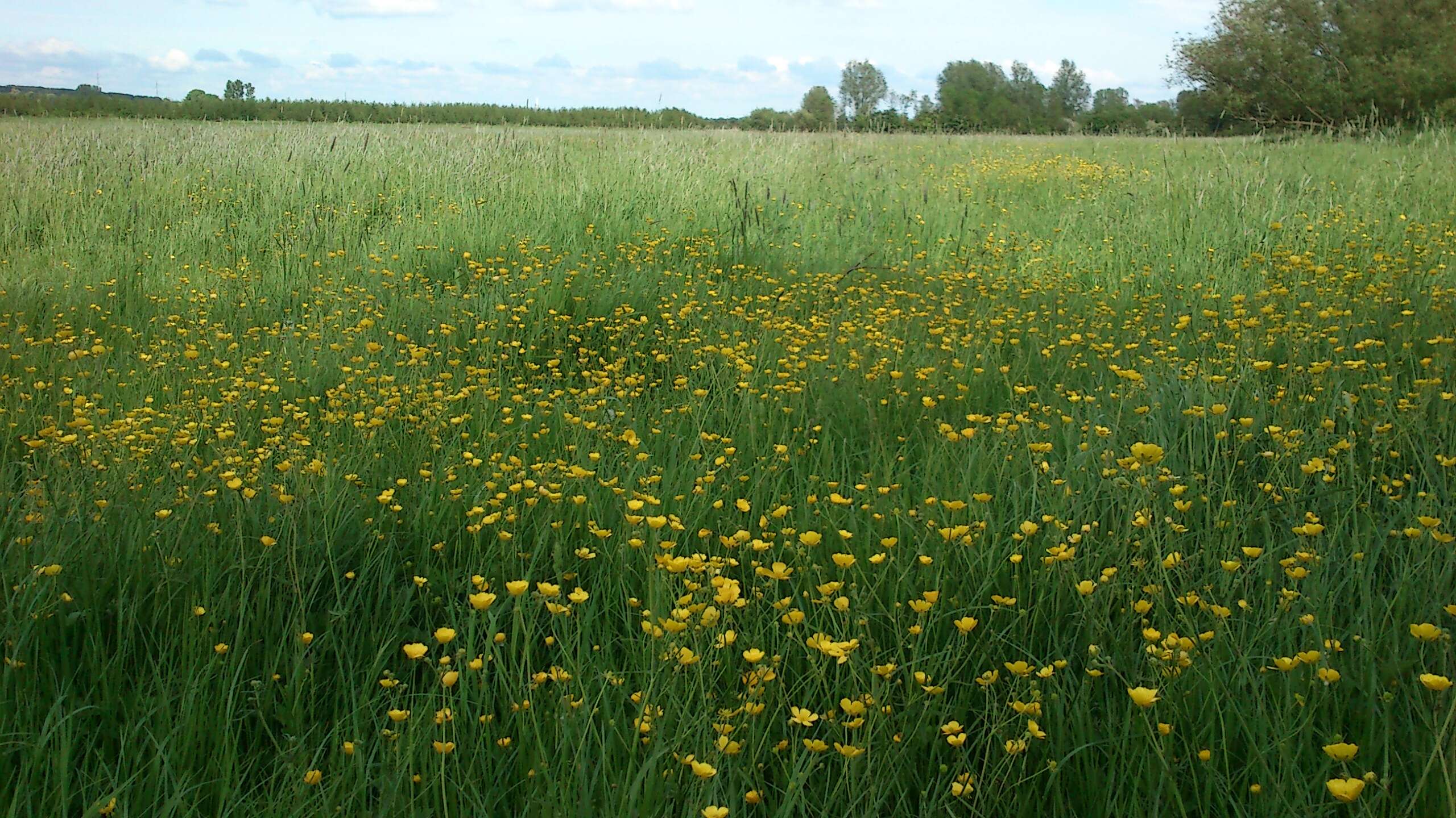 Image of common buttercup