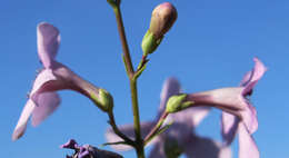 Penstemon thurberi Torr. resmi