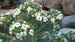 Image of sea kale