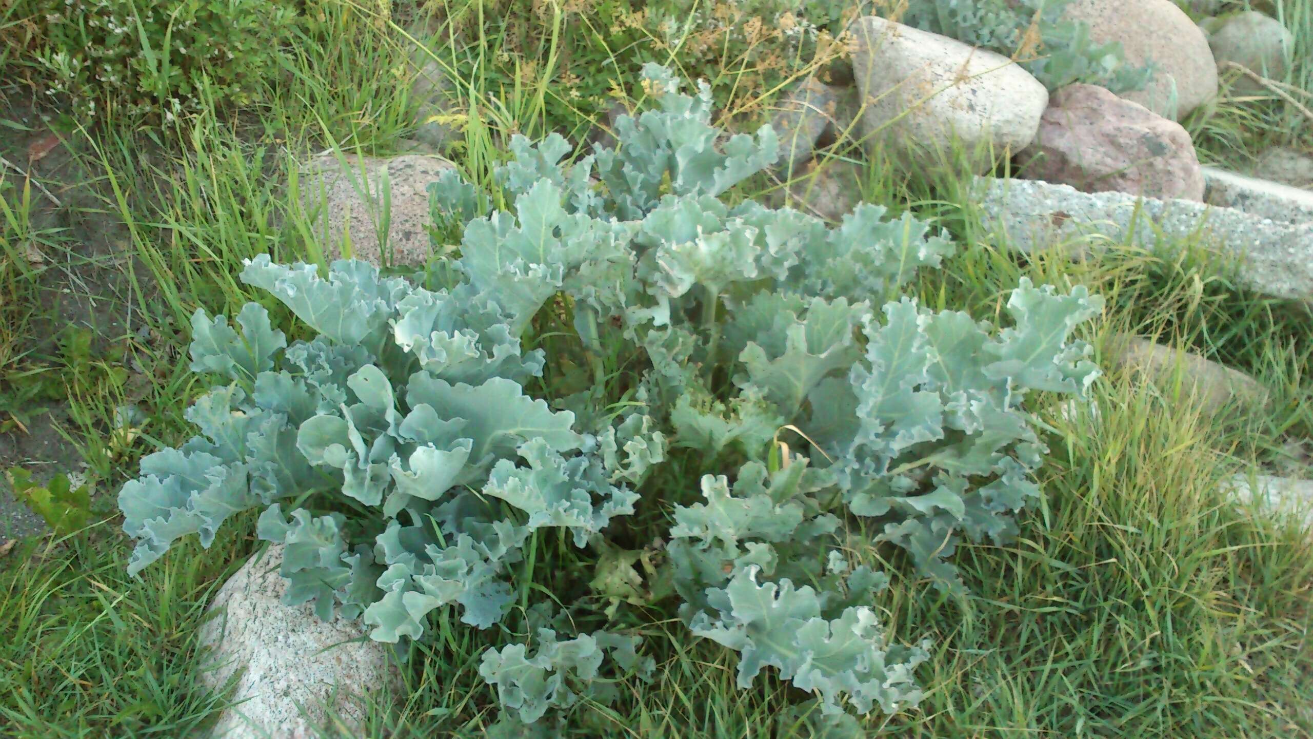 Image of sea kale