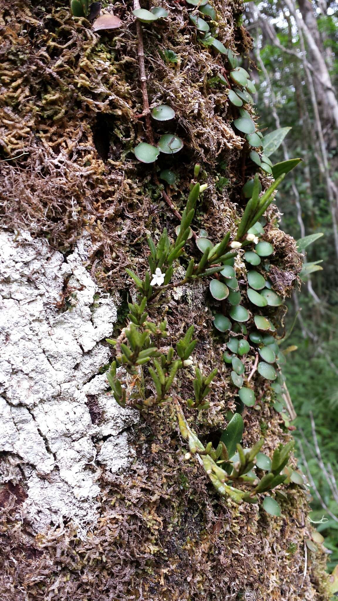 Imagem de Angraecum humblotianum Schltr.