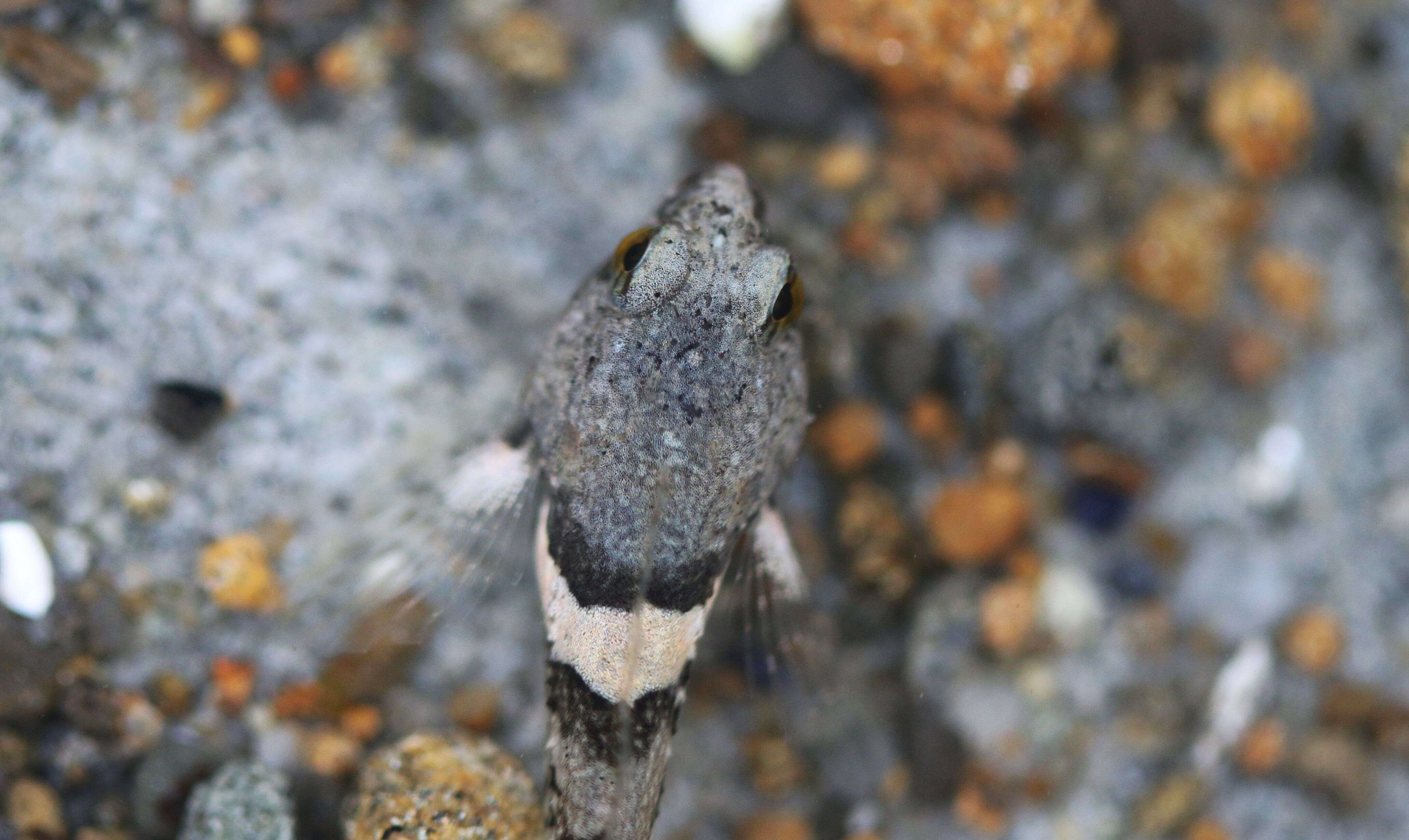 Image of Tidepool sculpin