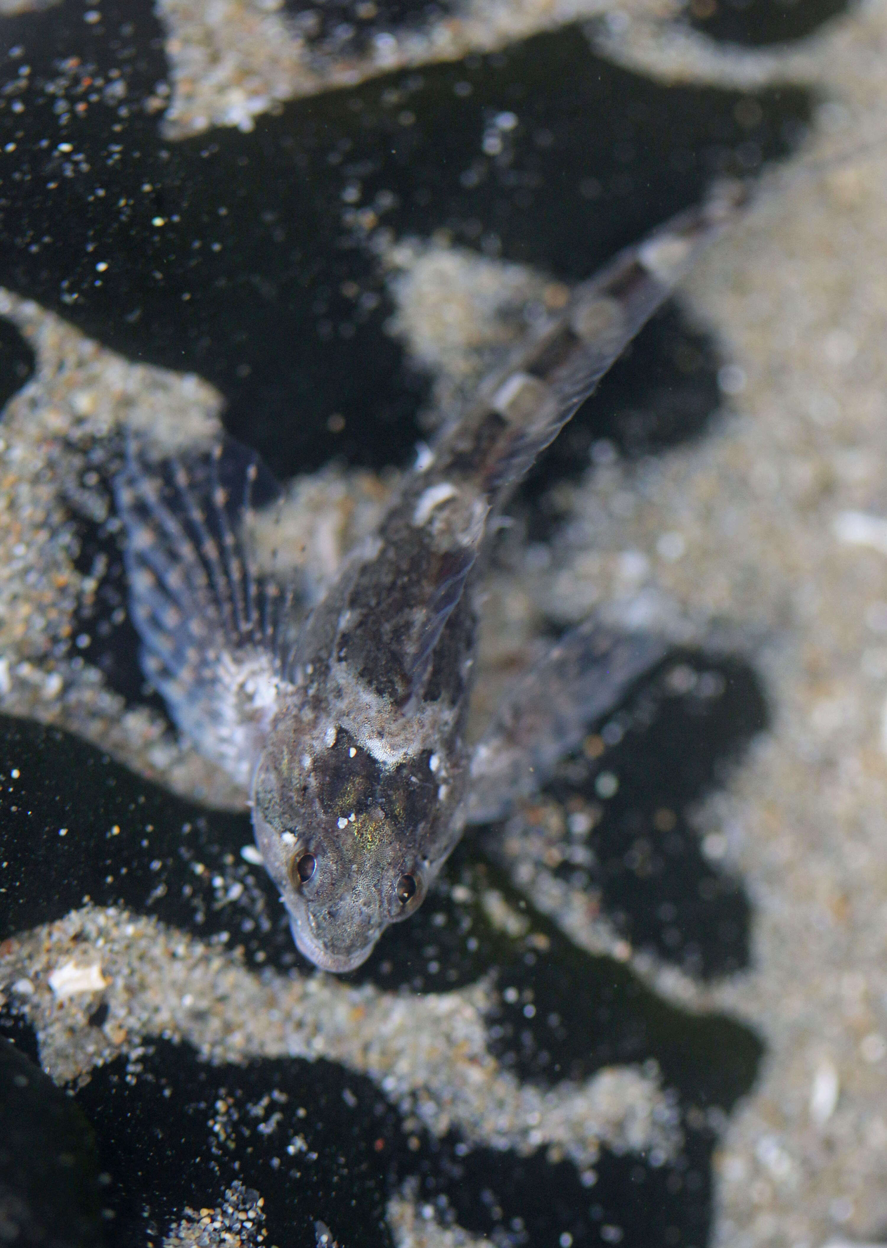 Image of Tidepool sculpin