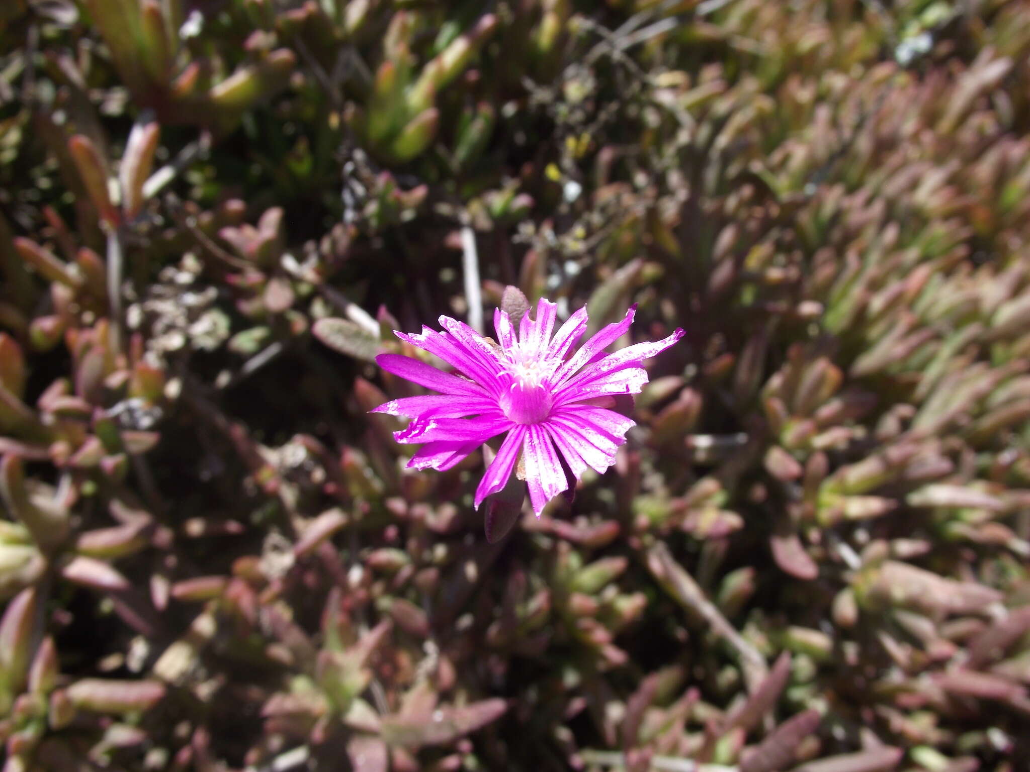 Image of Delosperma calycinum L. Bol.