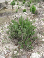 Image de Brickellia dentata (DC.) Sch. Bip.