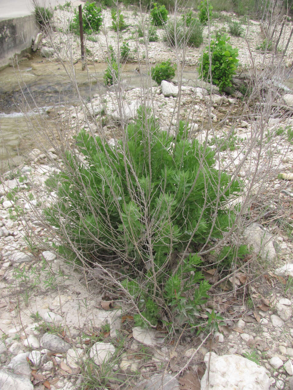 Image of leafy brickellbush